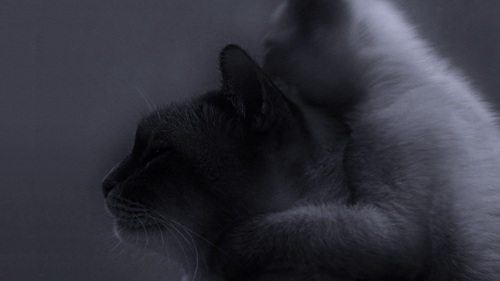 Котёнок обнимает маму обои