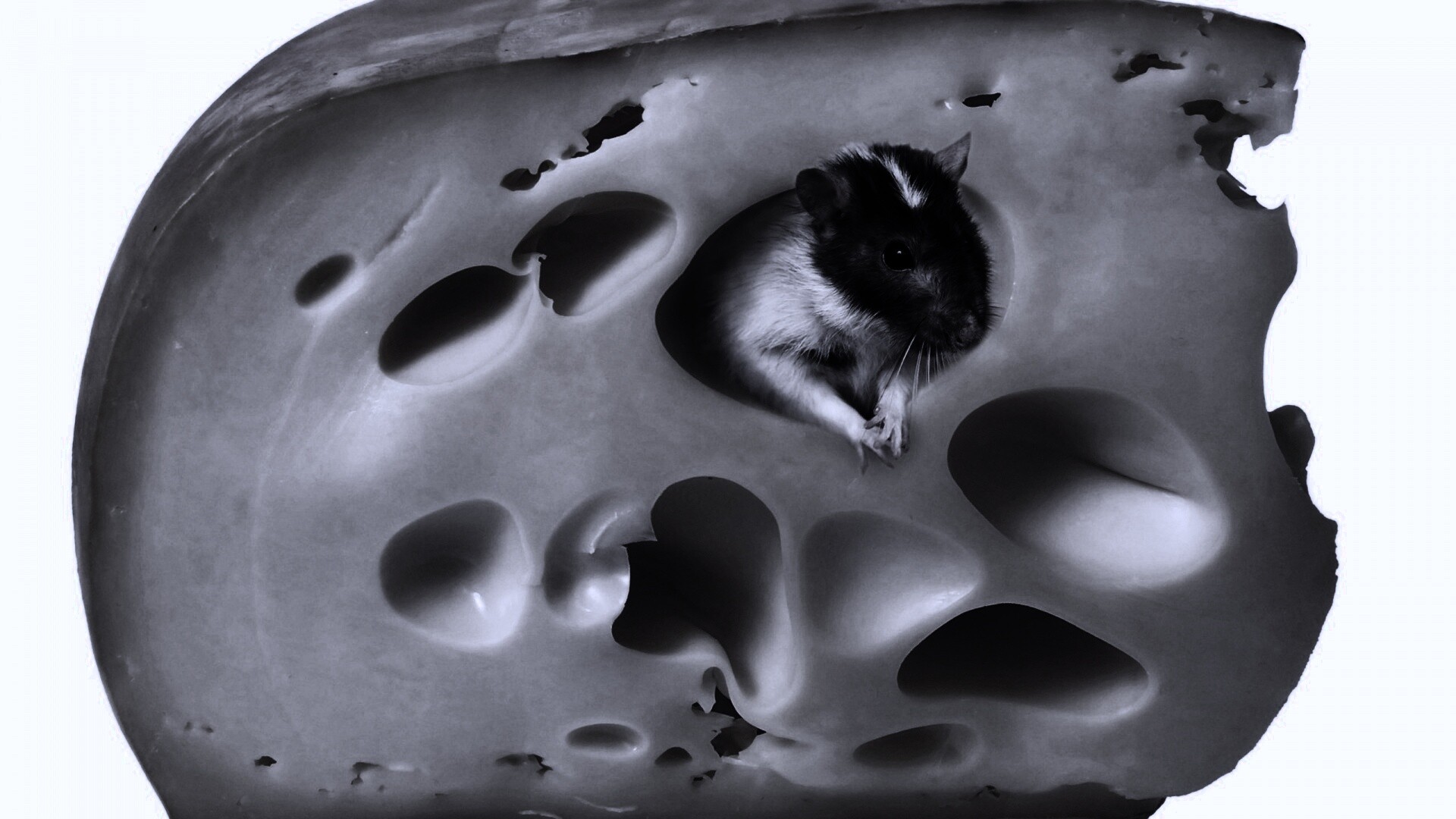 Мышка в сыре обои