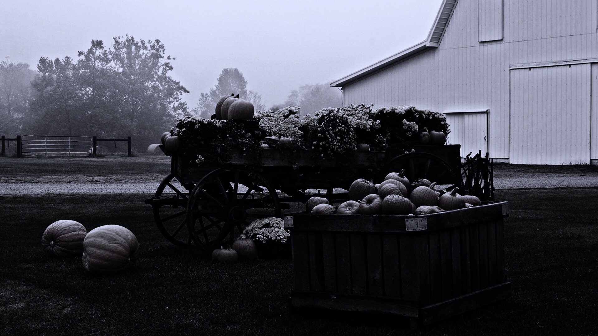 Урожай тыков обои