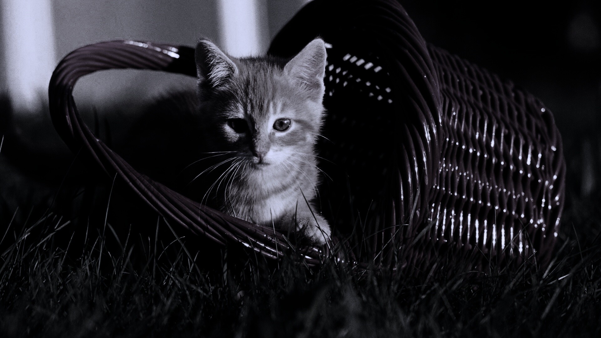 Рыжий котенок в корзине обои