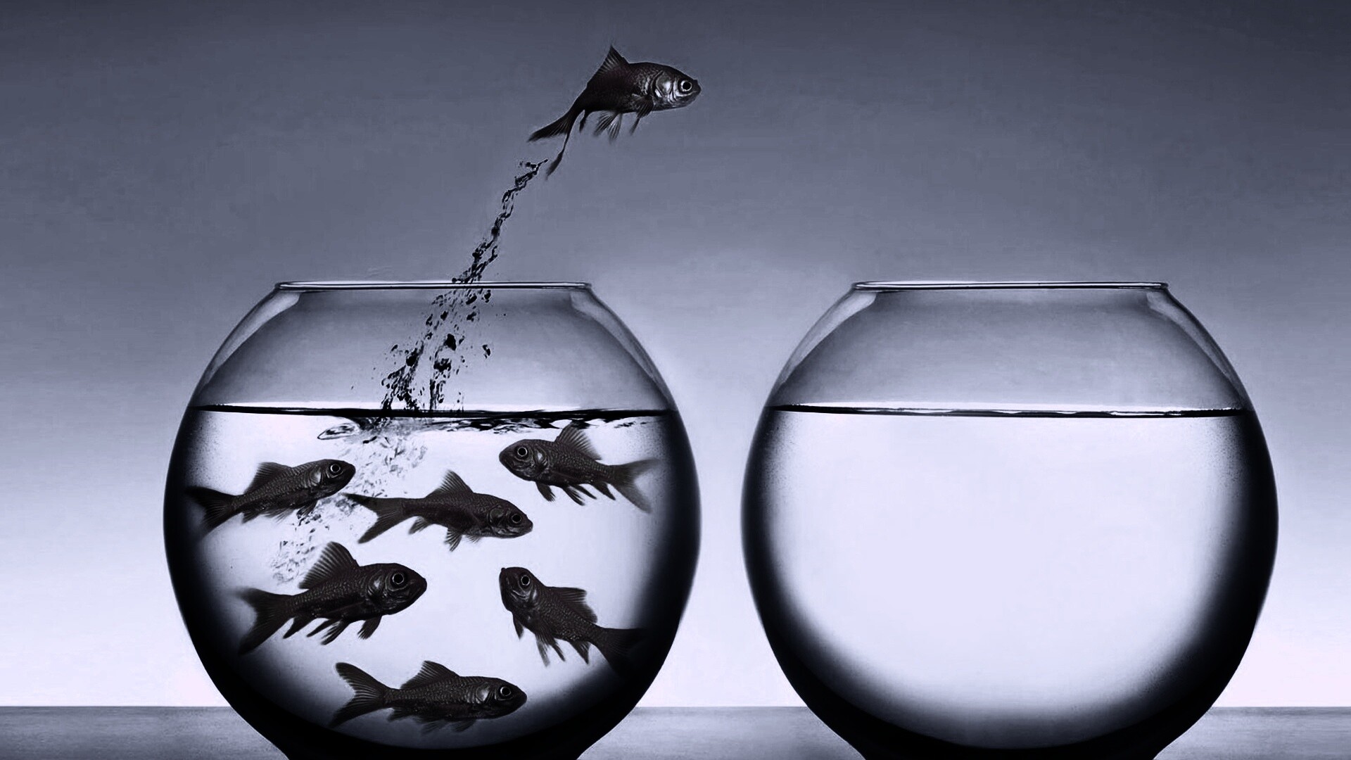 Побег рыбки обои