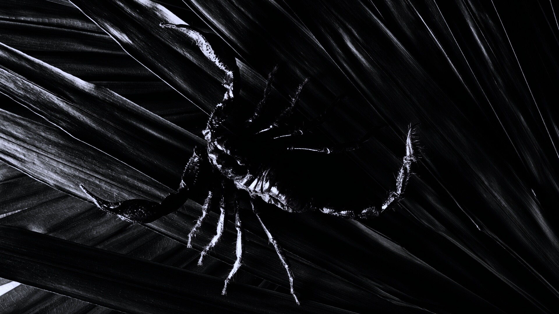 Скорпион на траве обои