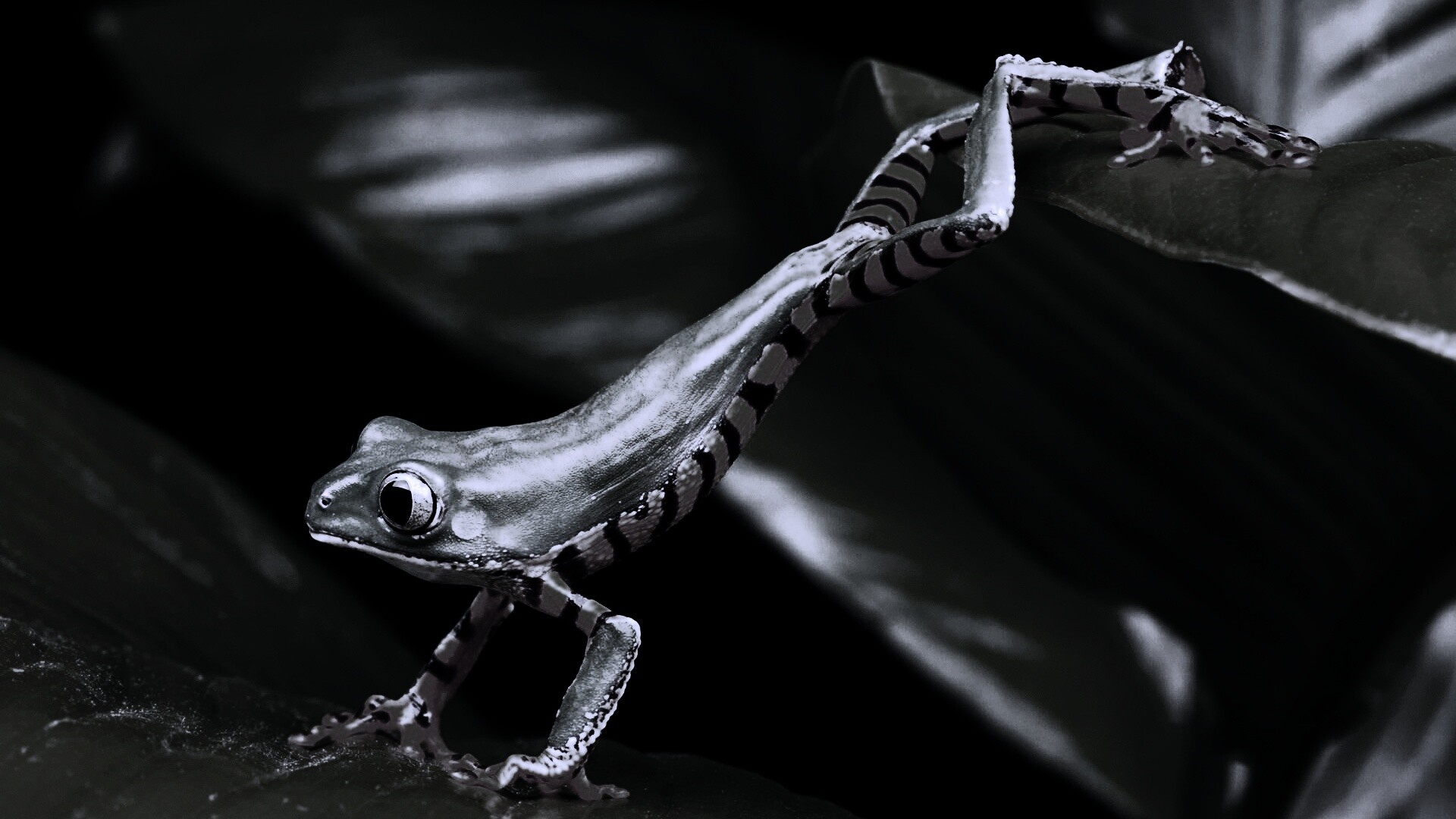 Лягушка переползает с листа на лист обои