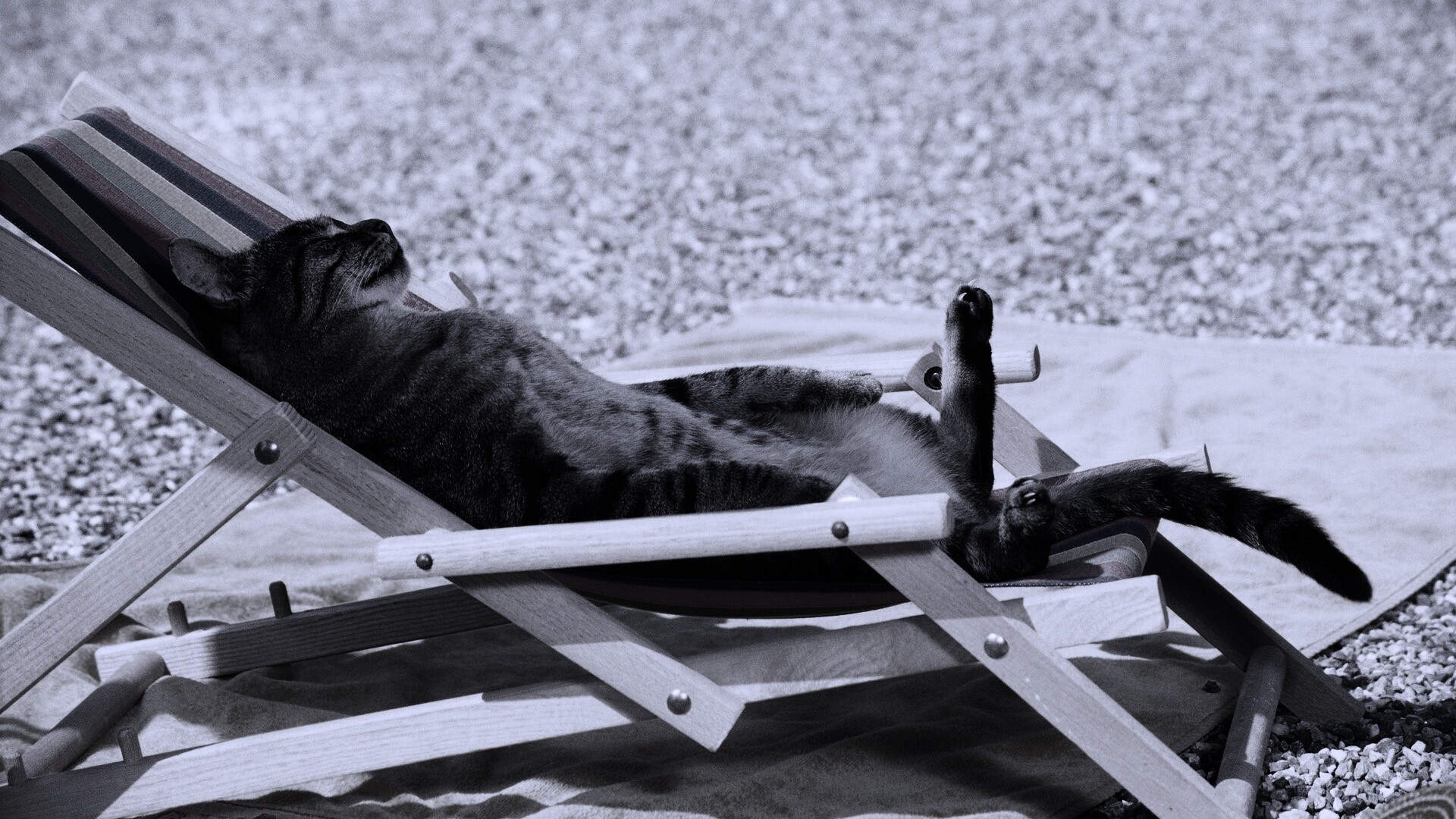 Кот в отпуске обои