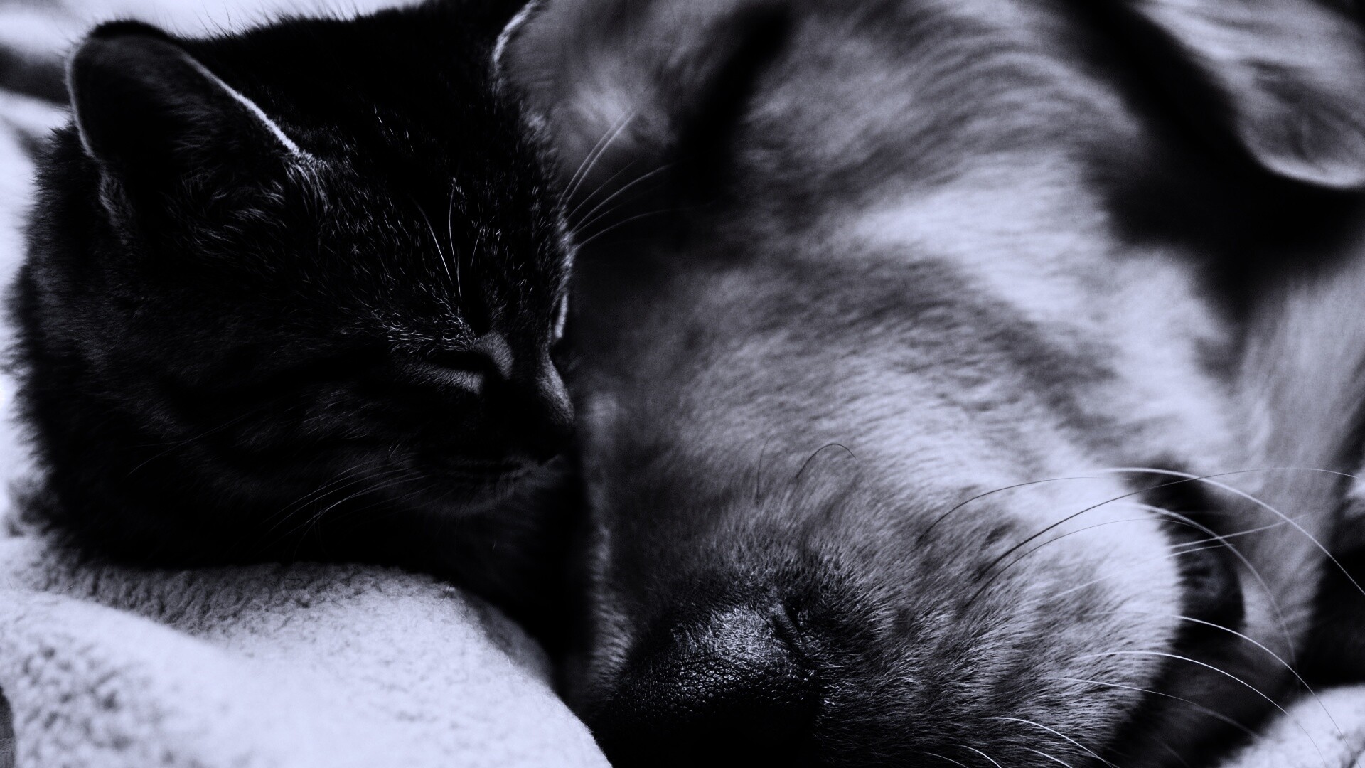 Кошка спит с собакой обои