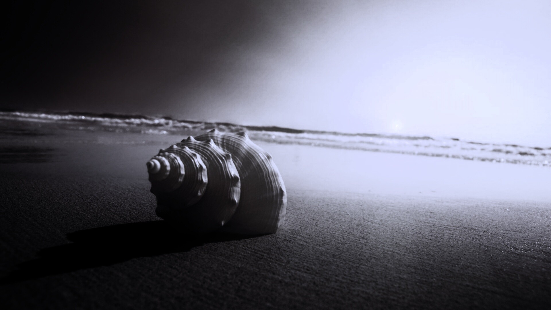 Золотистая ракушка обои