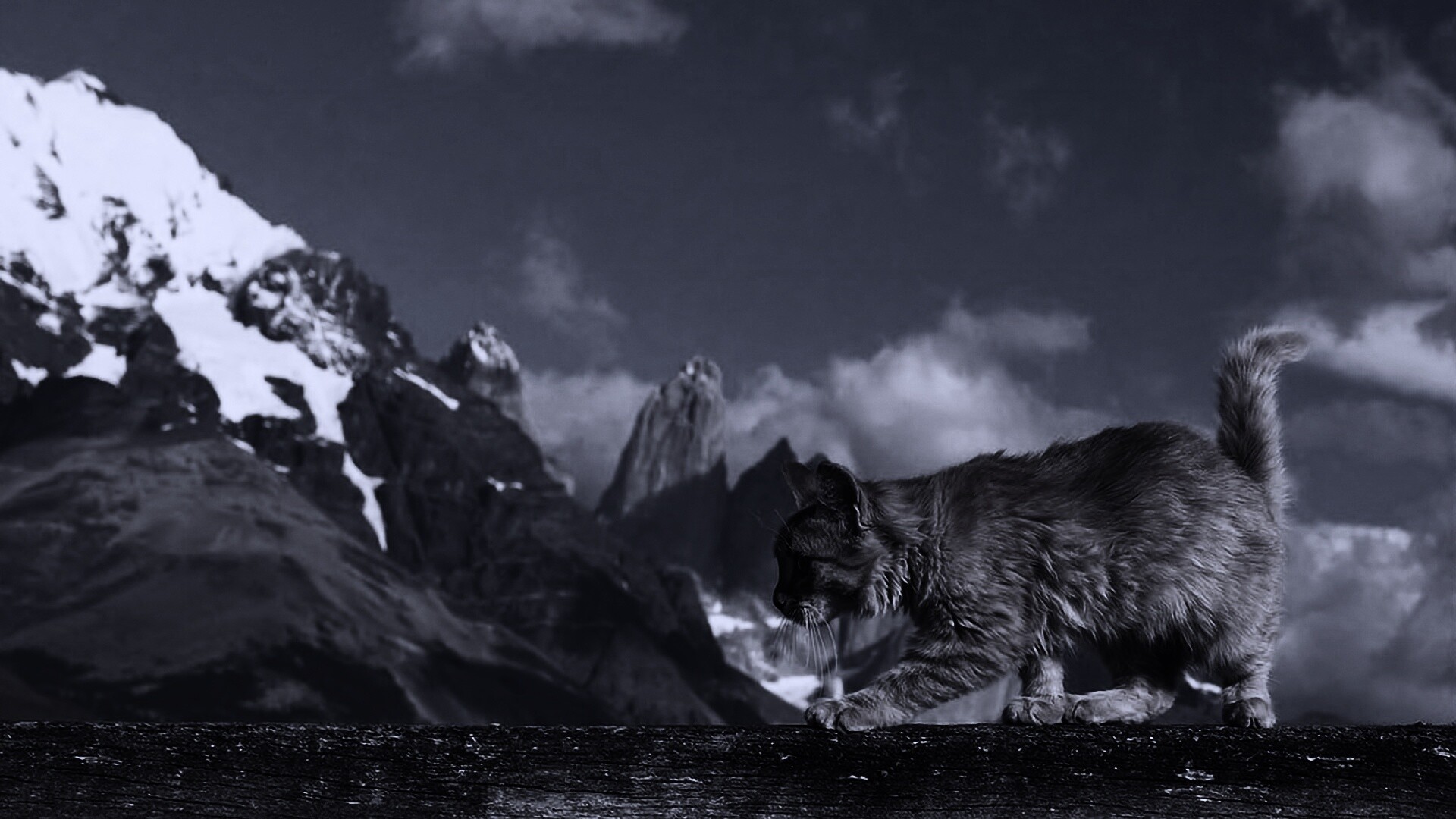 Рыжий котик в горах обои