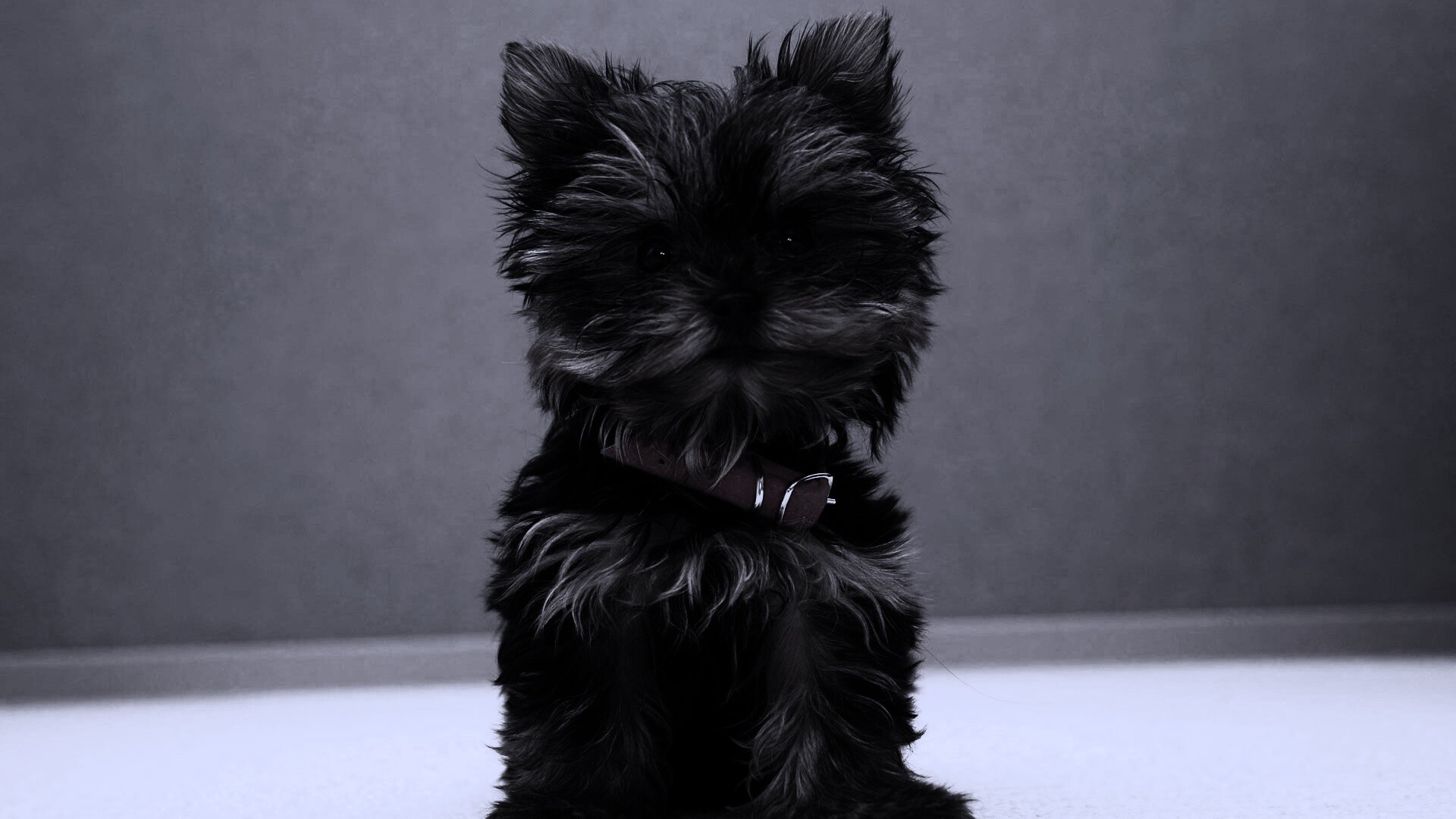 Щенок в красном ошейнике обои