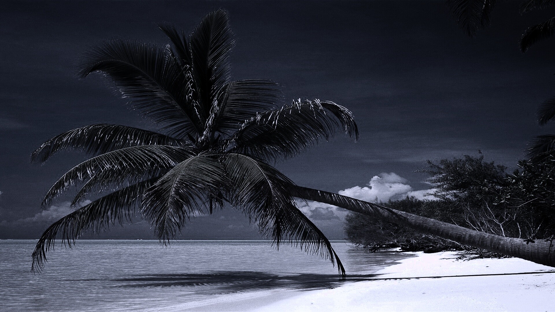 Пальма над водой обои