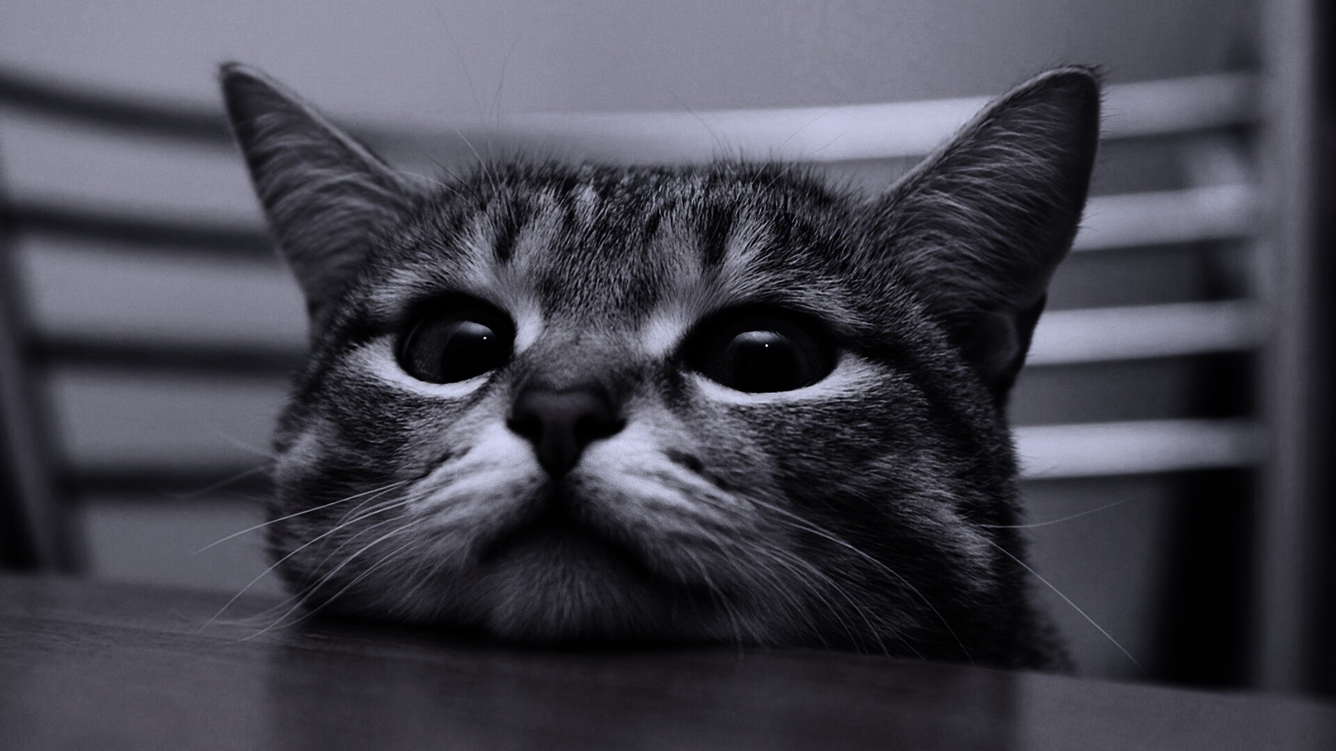 Любопытный котейка обои