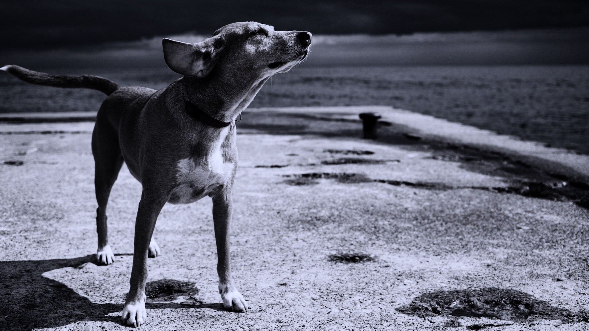 Собака на пирсе обои