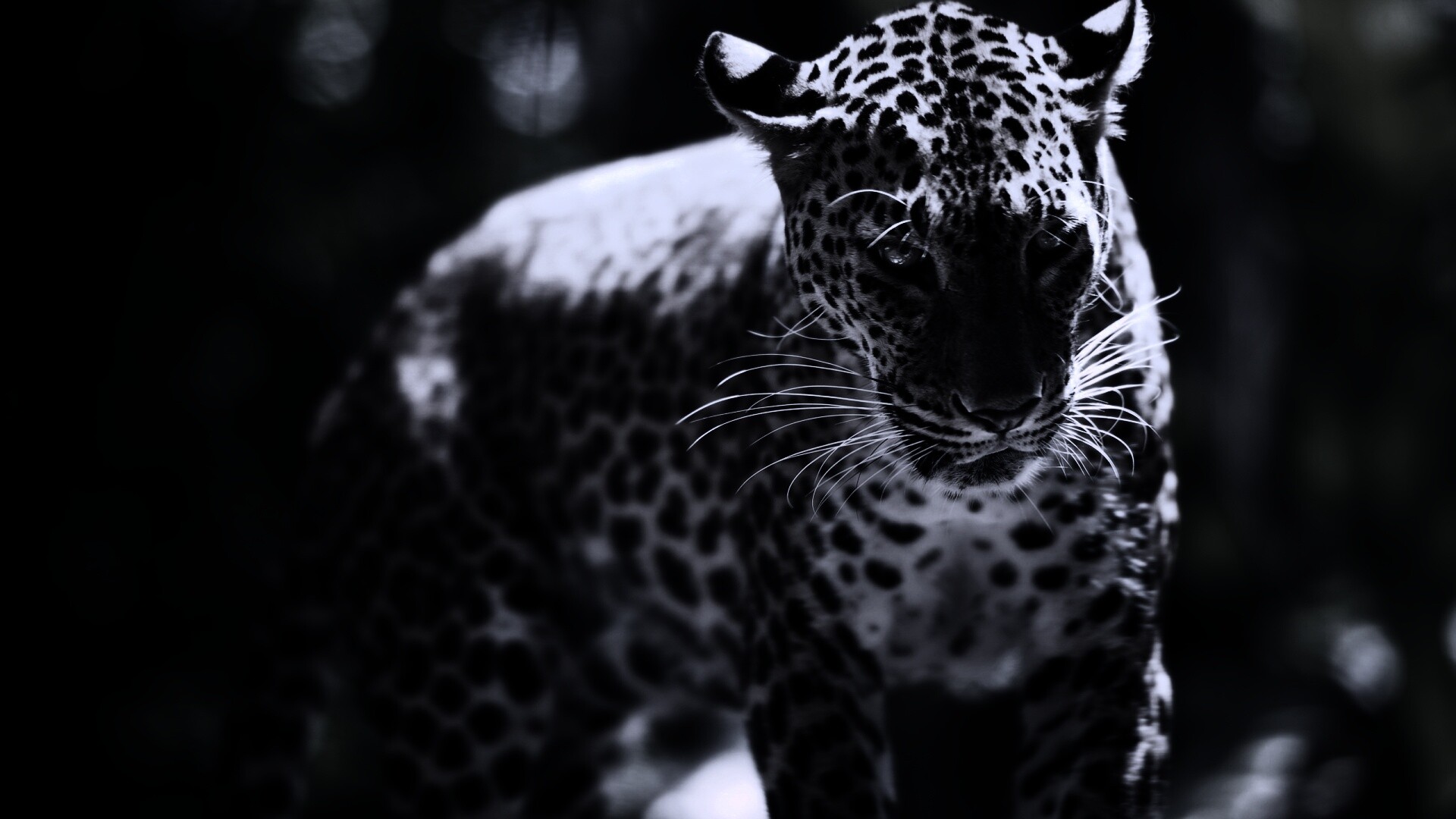 Леопард в сингапурском зоопарке обои