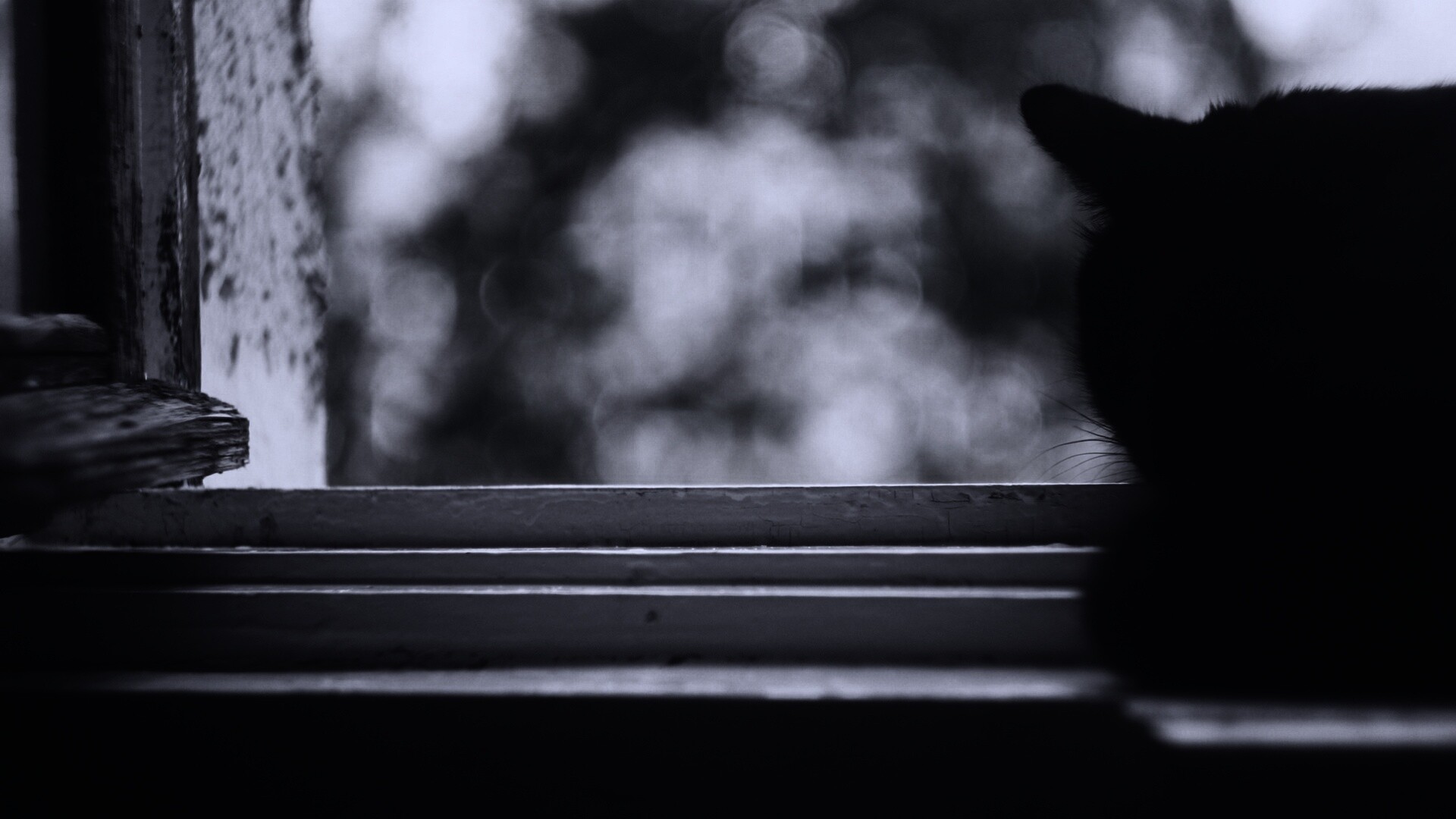 Дремлющий на окне черный кот обои