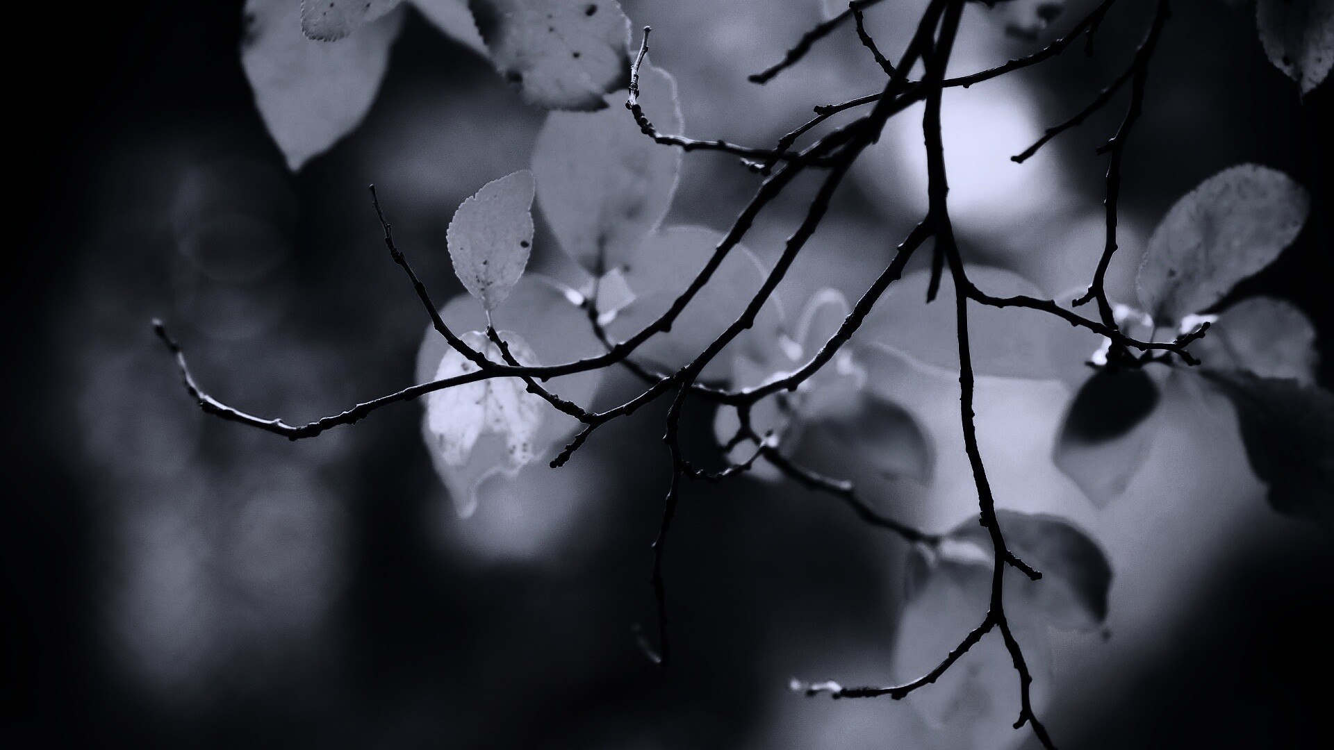 Осенние ветки без листьев обои