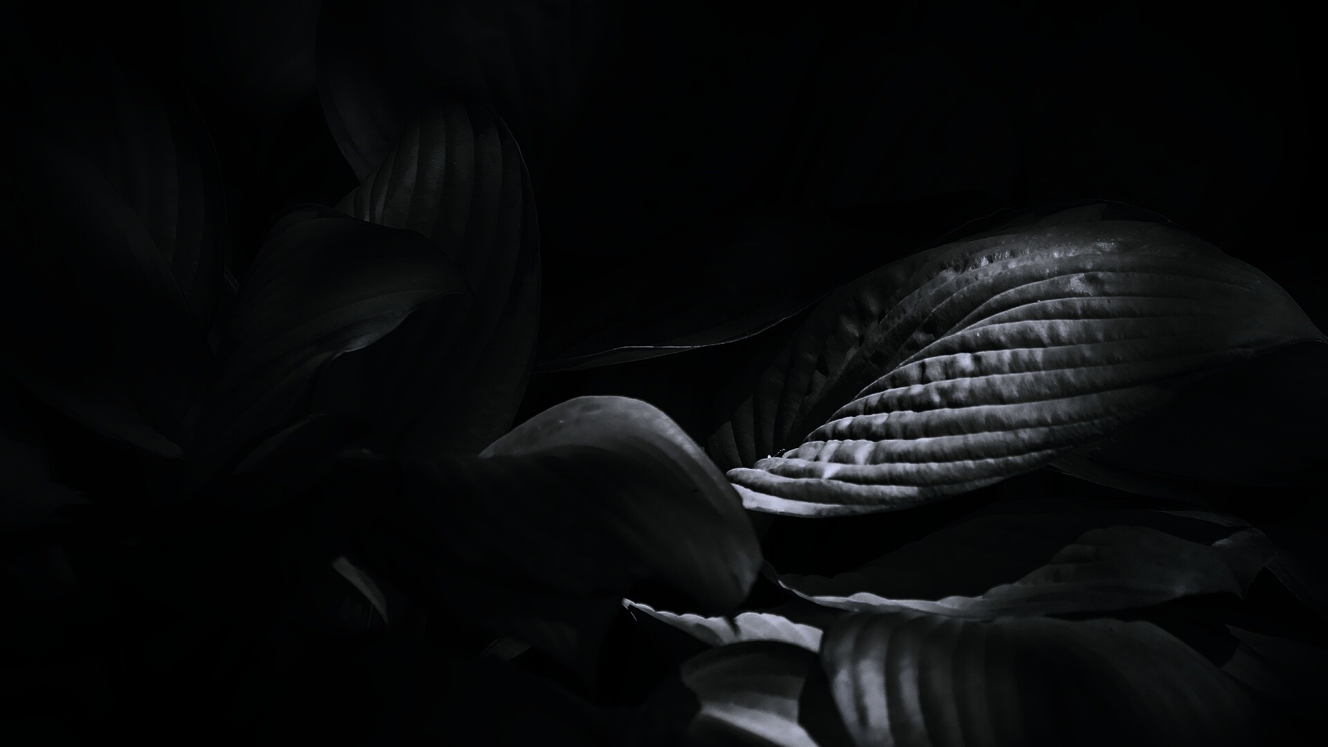 Хитросплетение зеленых листьев обои