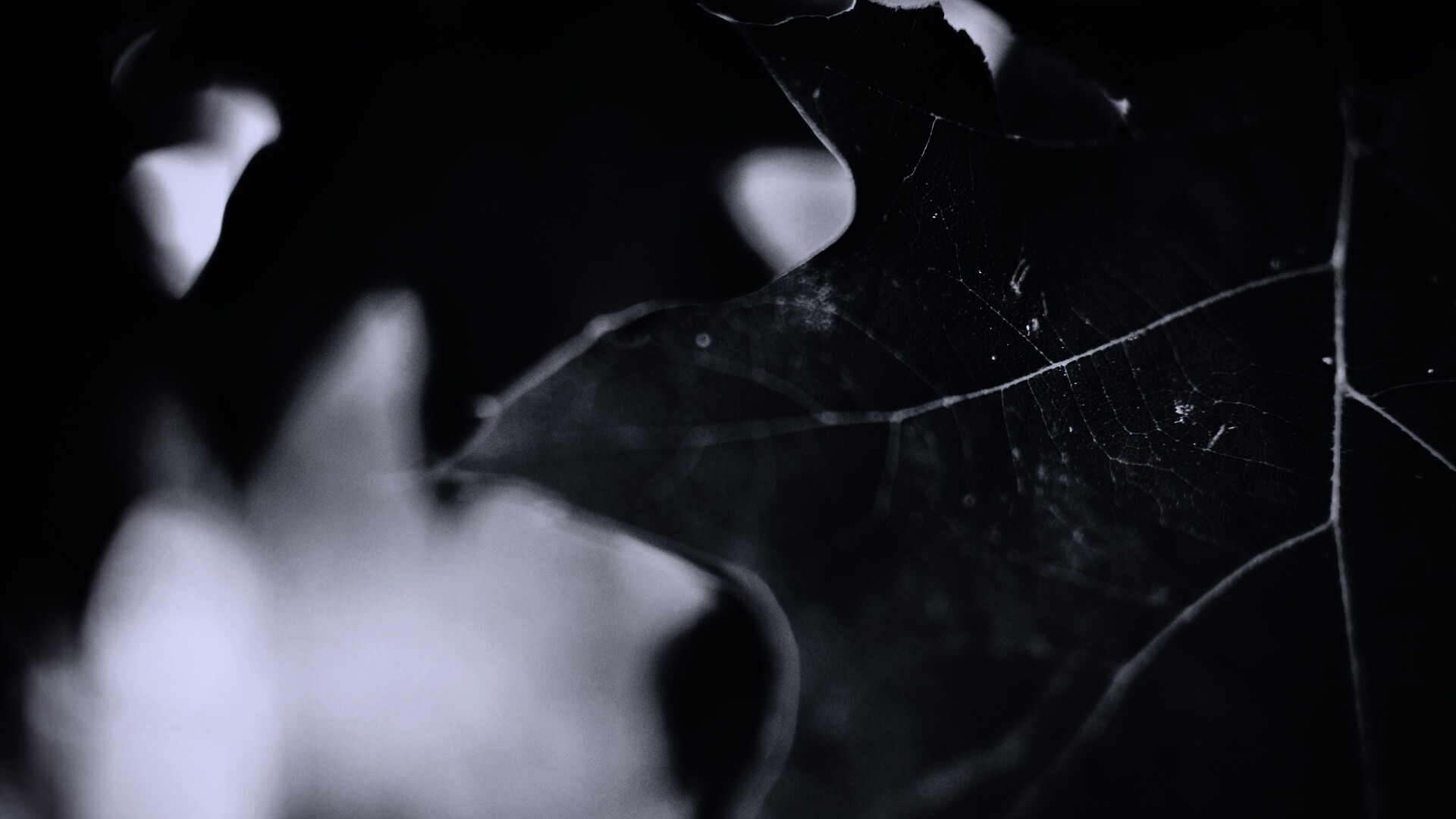 Темно-зеленый лист в макро обои