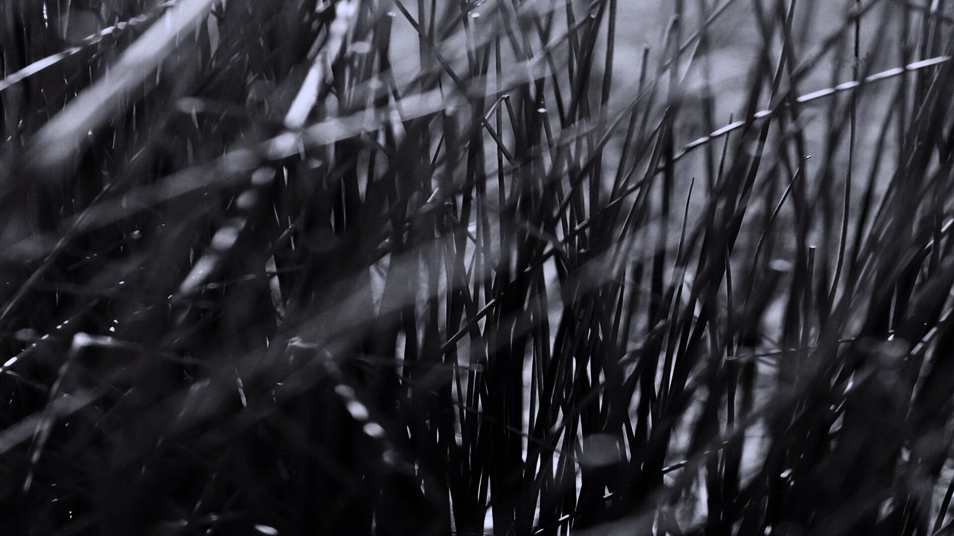 Высохшие травяные стебли обои