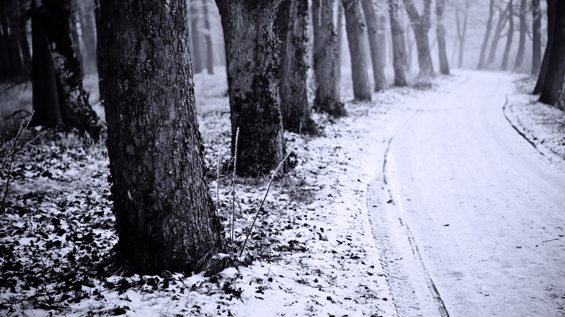 Дорога в зимнем лесу обои