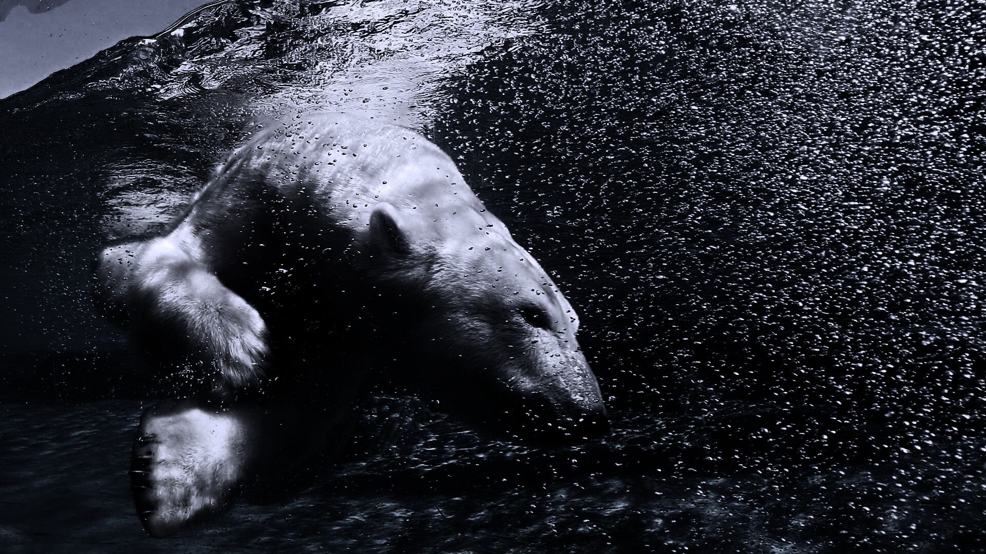 Нырнувший белый медведь обои