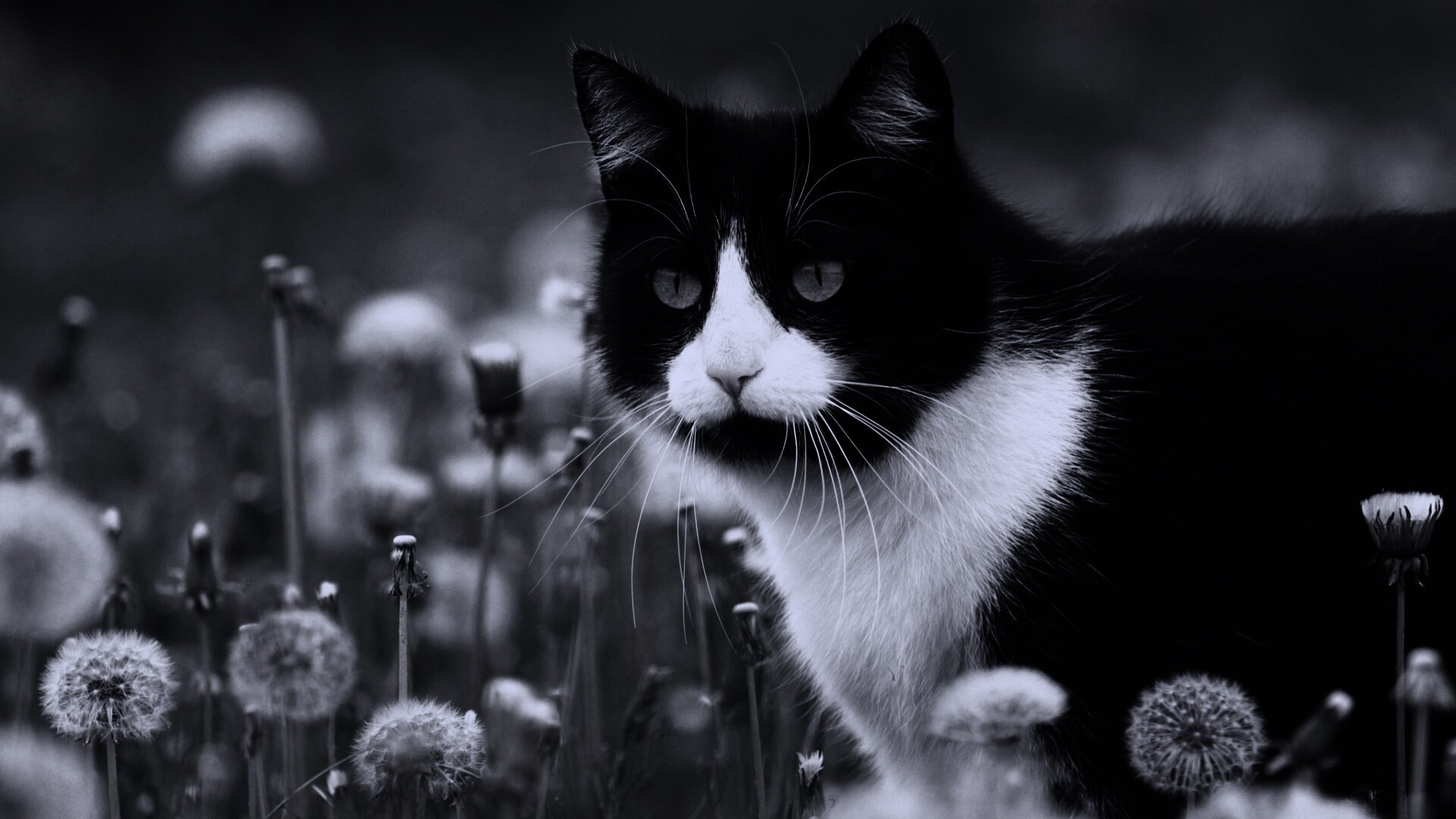 Кот в одуванчиках обои