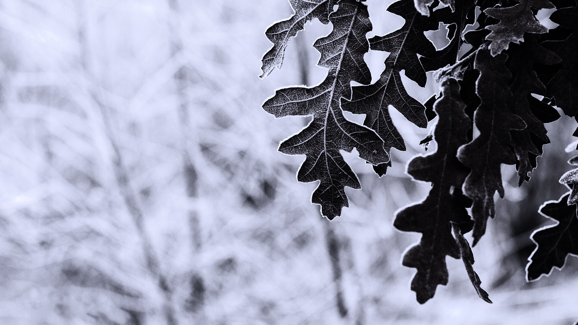 Дубовые листья обои