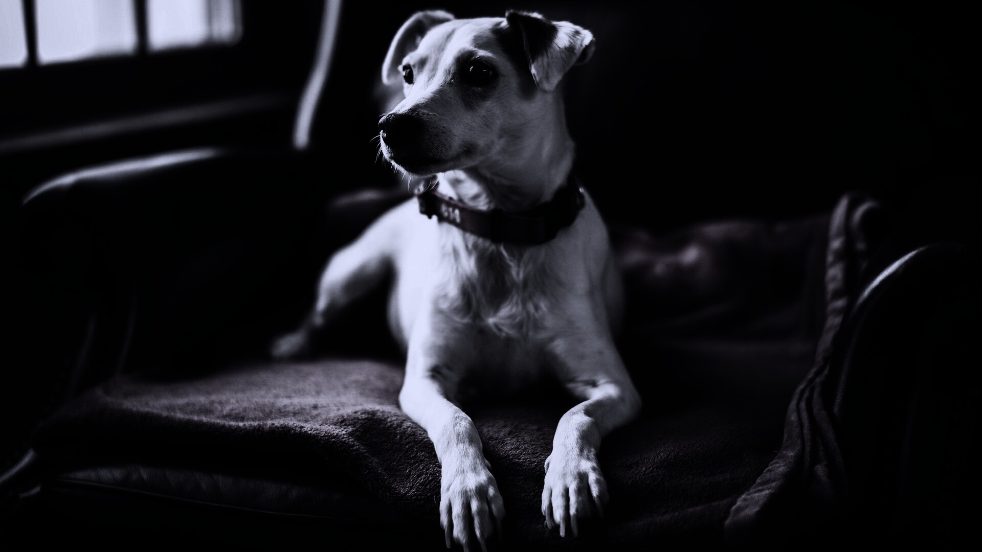 Собака на кресле обои