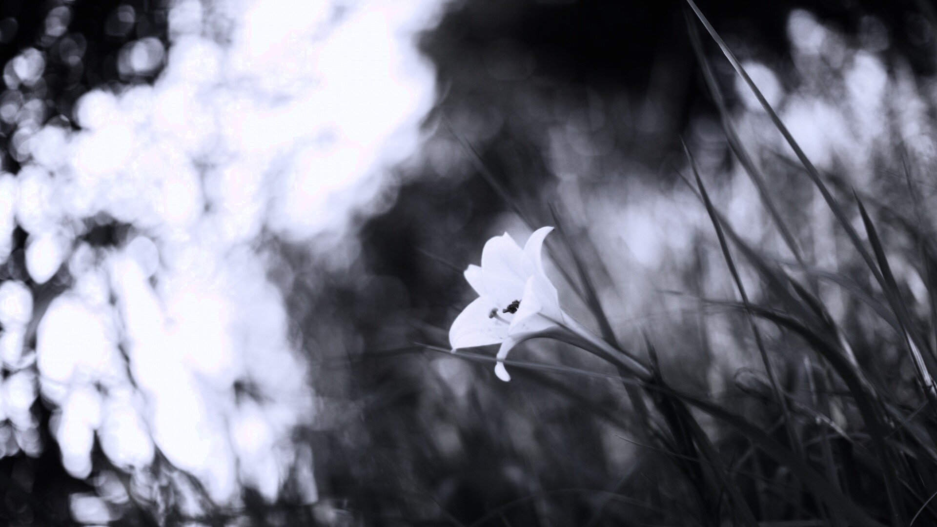 Цветок затерявшийся в траве обои