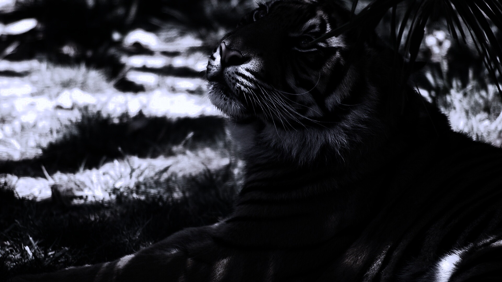 Отдыхающий в теньке хищник обои