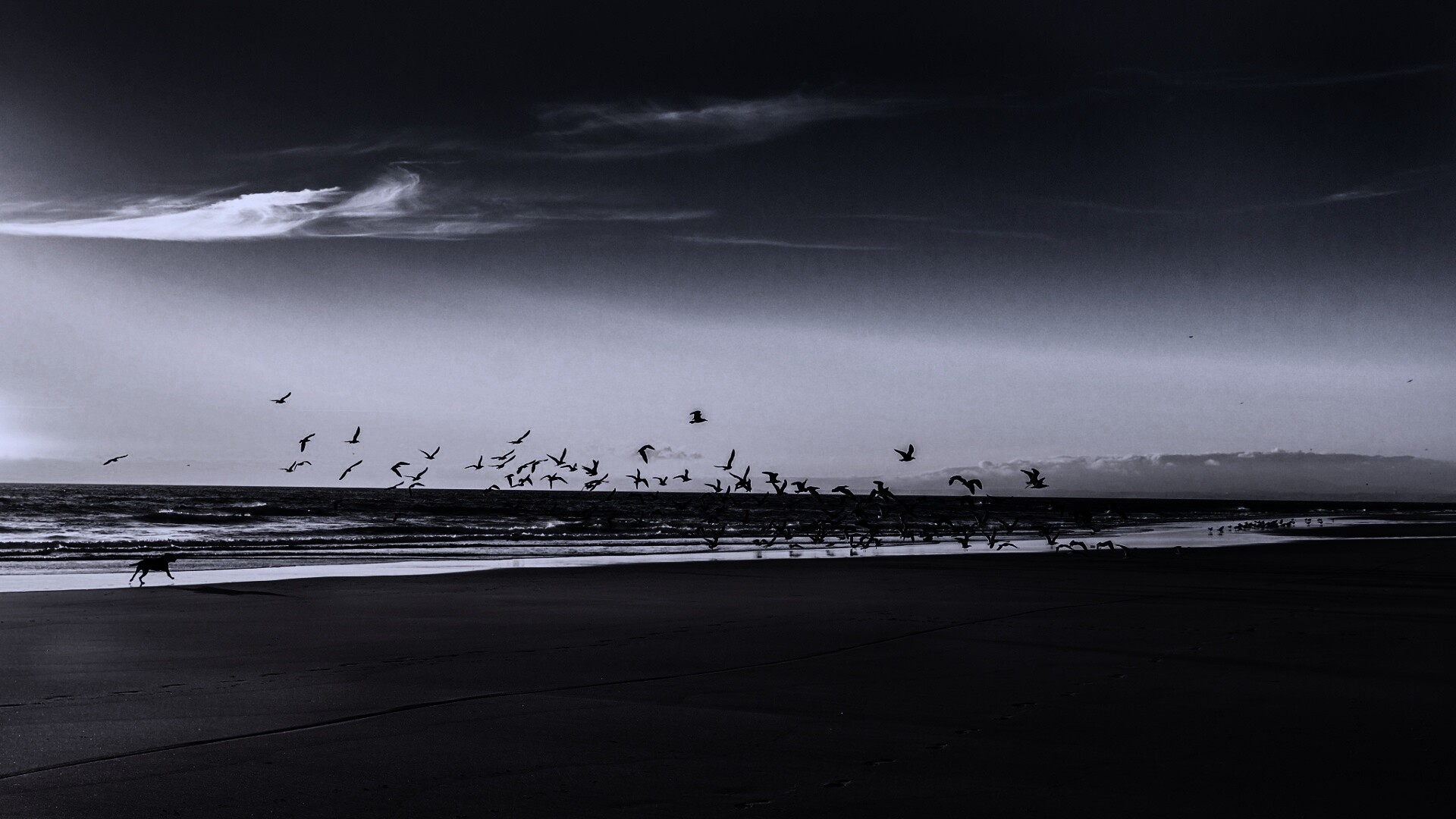 Стая птиц на пляже обои