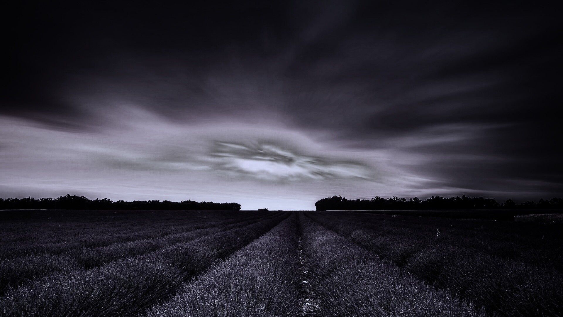 Поле фиолетовых цветов на закате обои