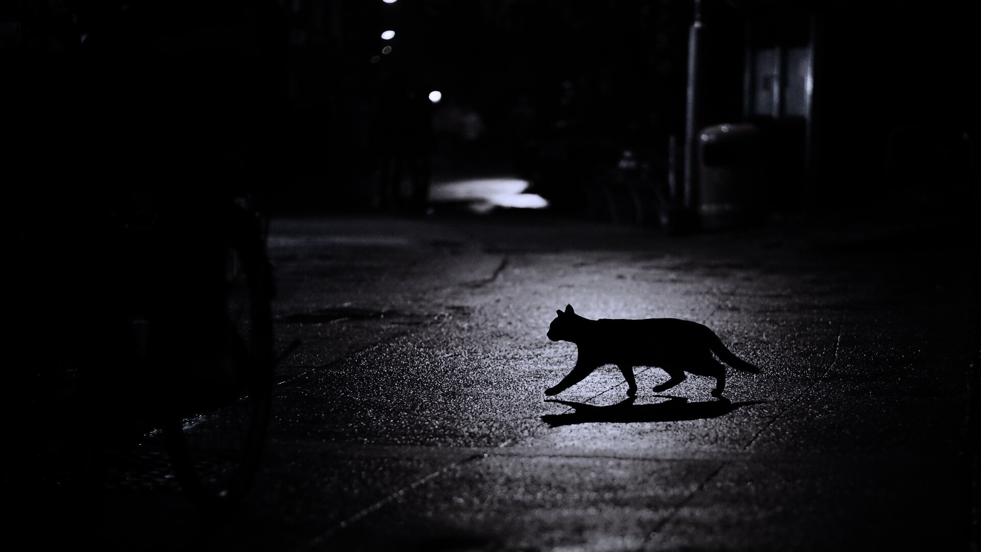 Кошка на ночной улице обои