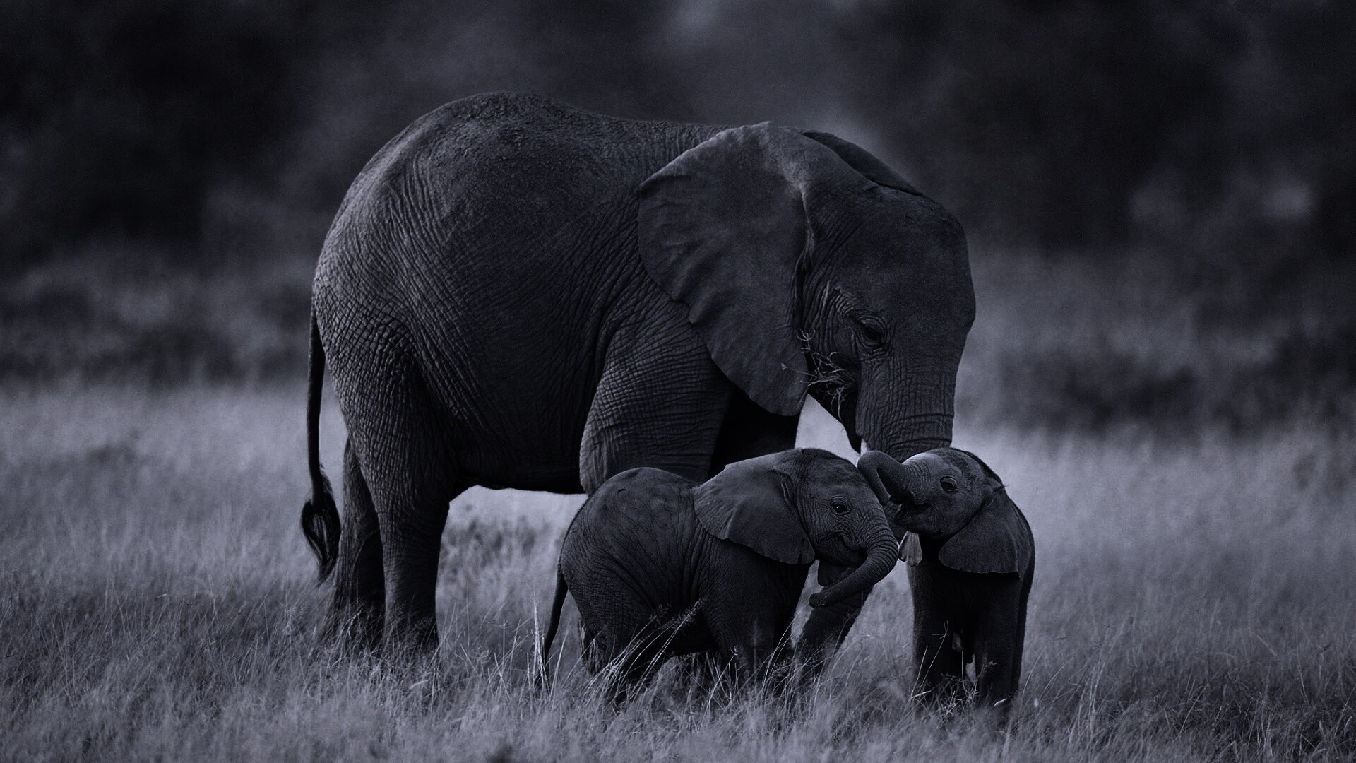Слоны в национальном парке обои