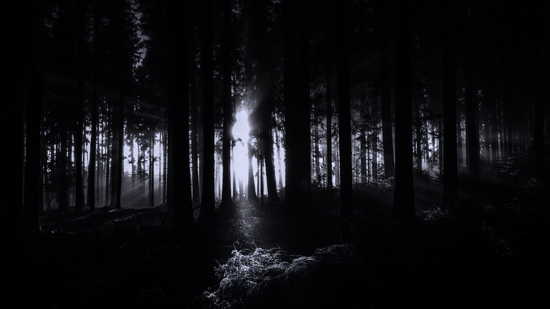 Свет пробивается сквозь стволы деревьев обои