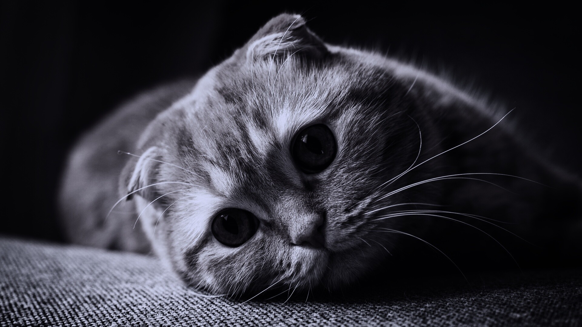 Скоттиш фолд рыжий обои