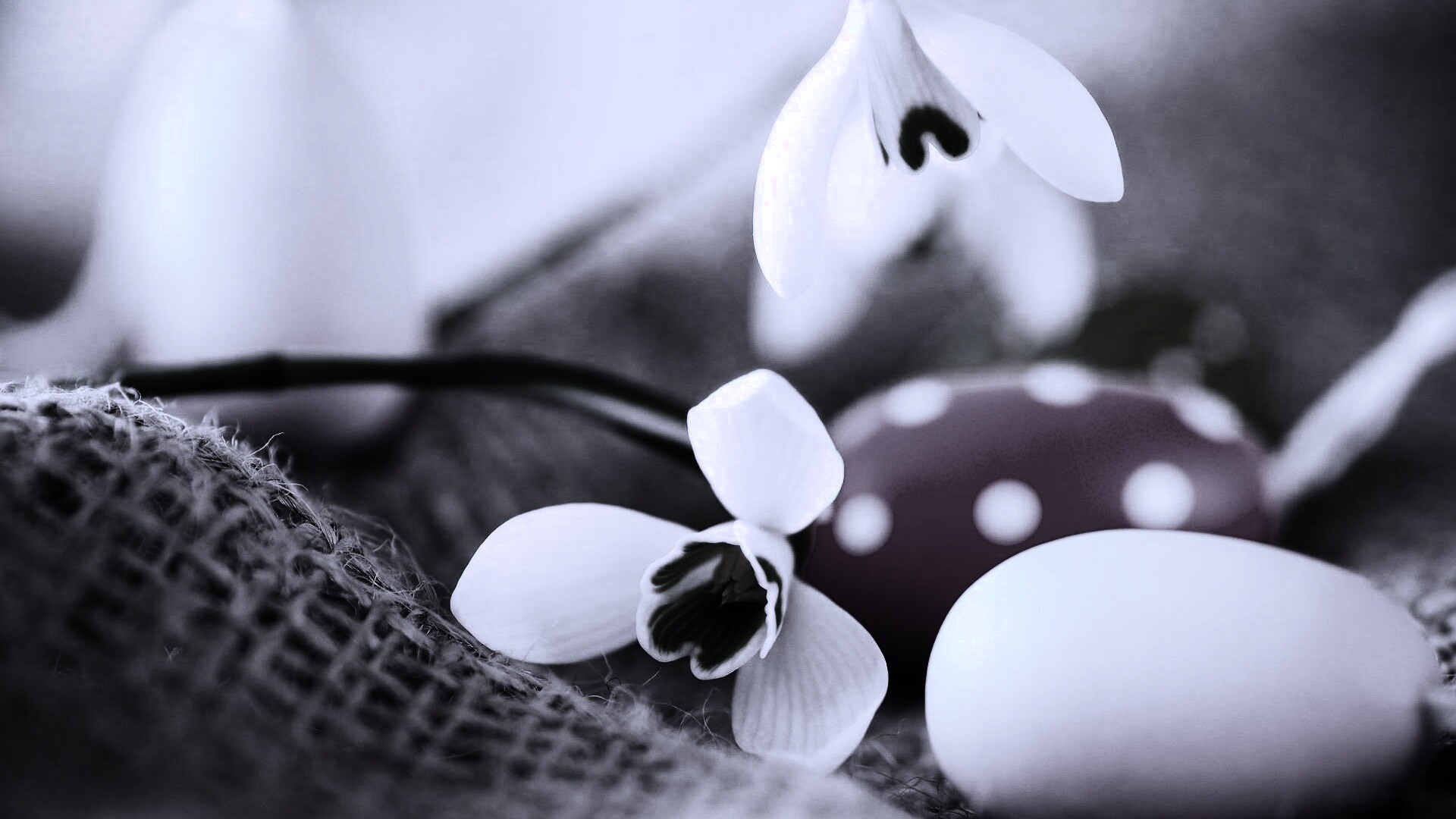 Белый цветок и яйца обои