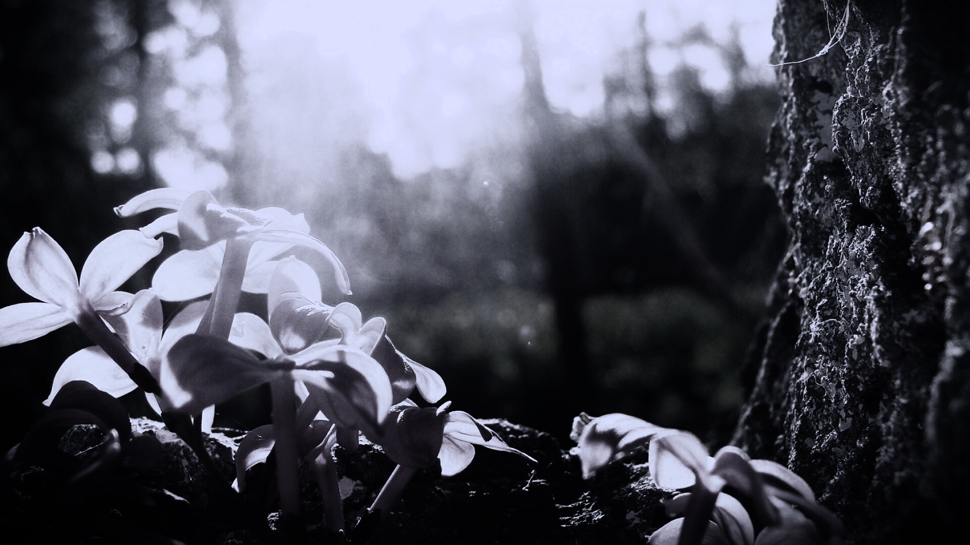 Сиреневое дерево обои