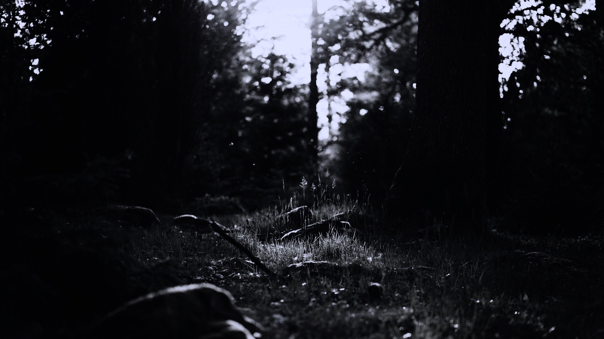 Лето в лесу обои