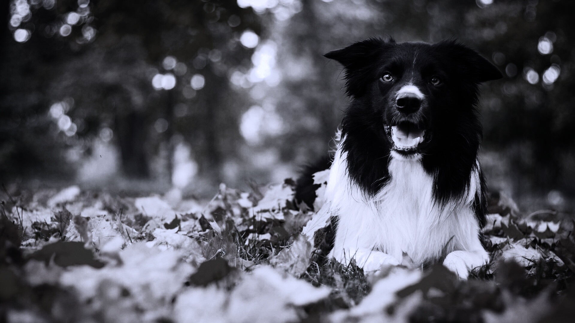Пес среди листвы обои