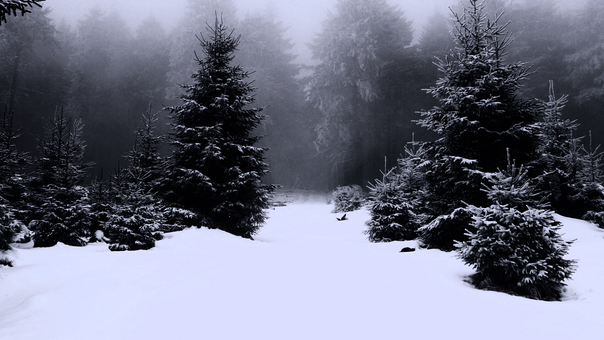 Ёлки в сугробах обои