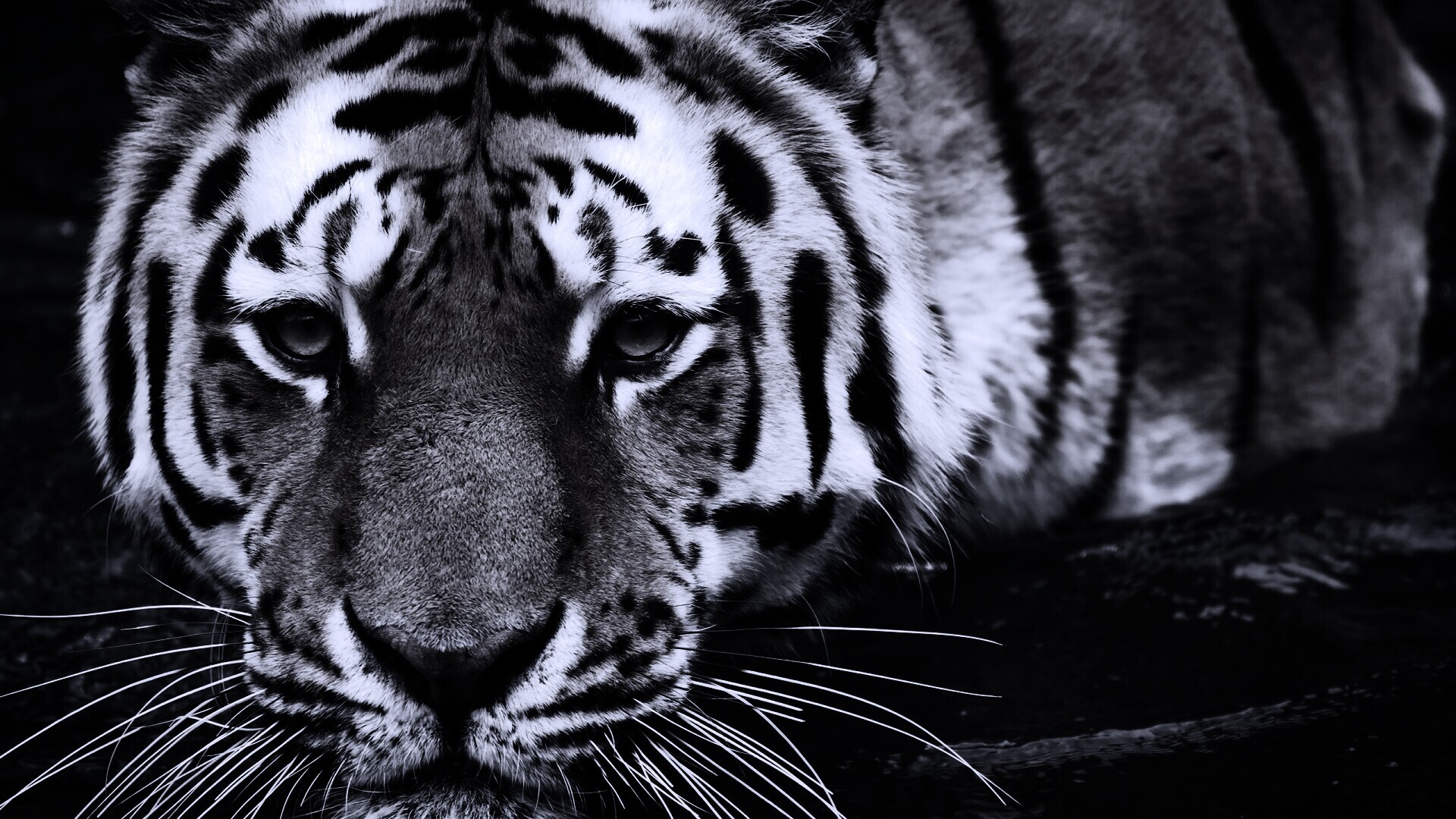 Купание тигра обои