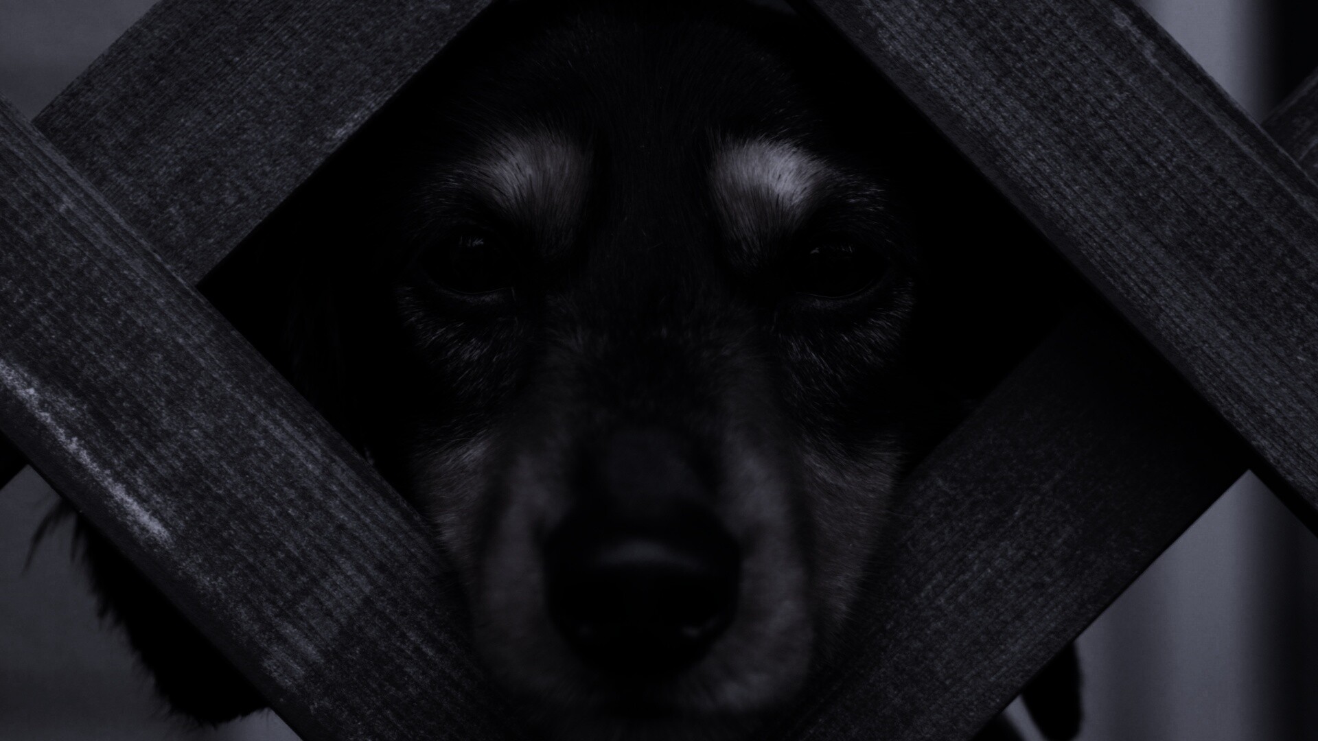 Мордочка в заборе обои