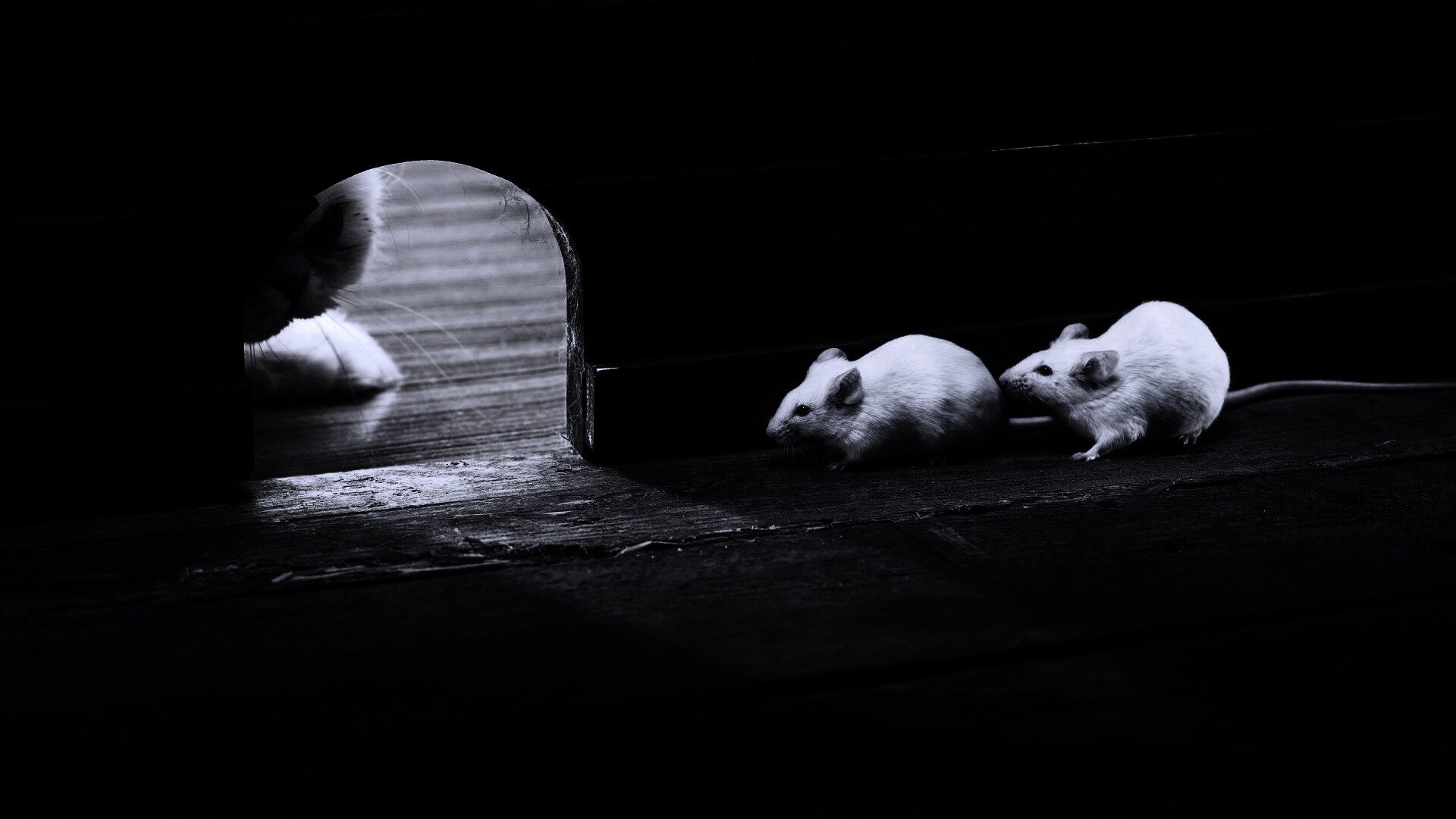 Кошки - мышки обои