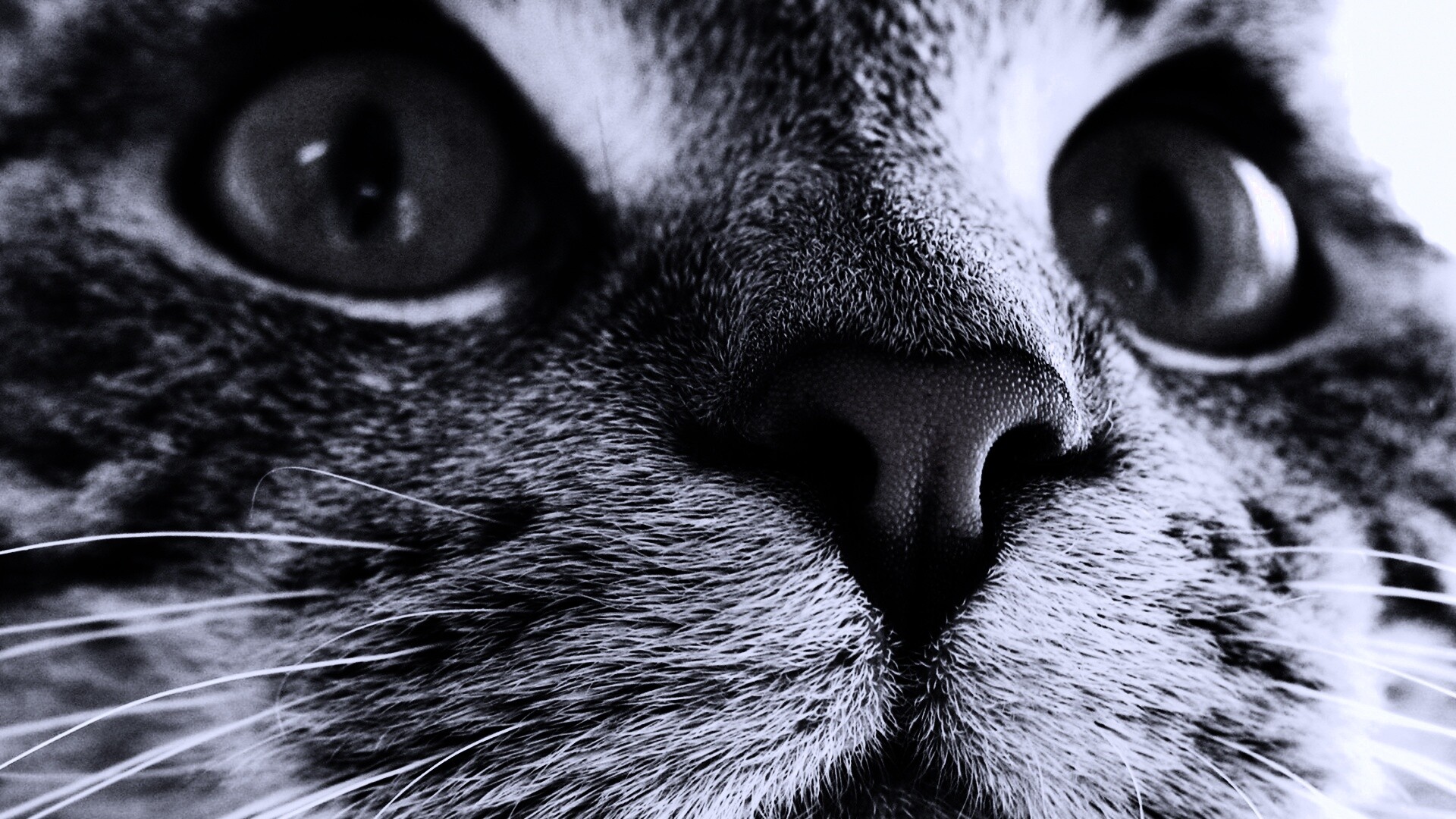 Кошачья мордочка обои