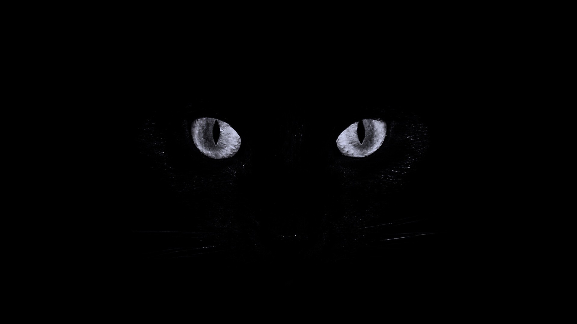 Черный кот обои