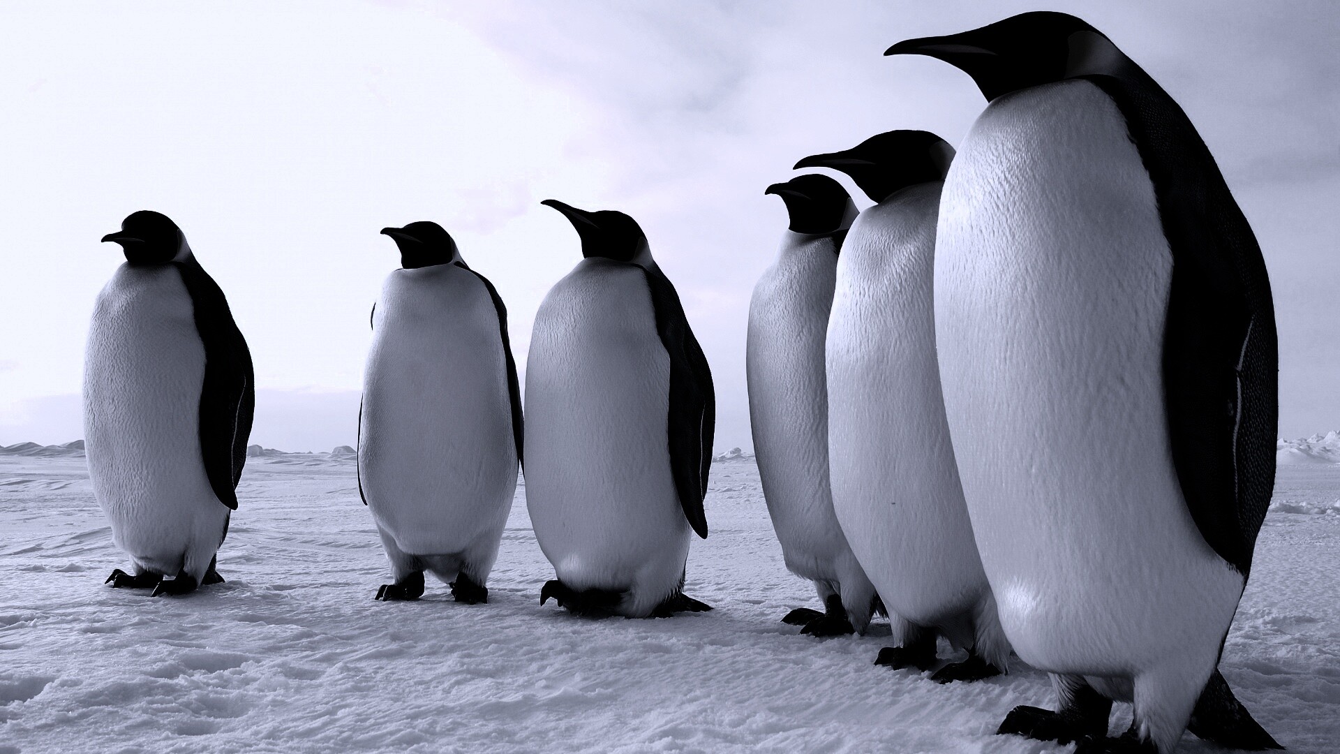 Слет пингвинов обои