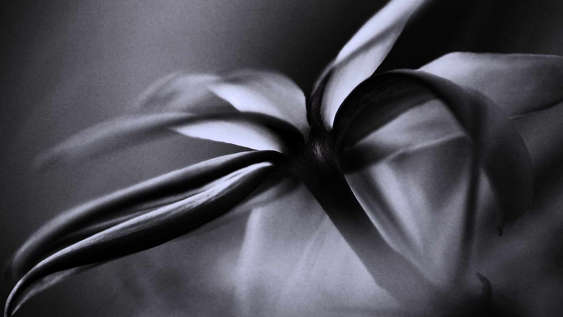 Цветок обои