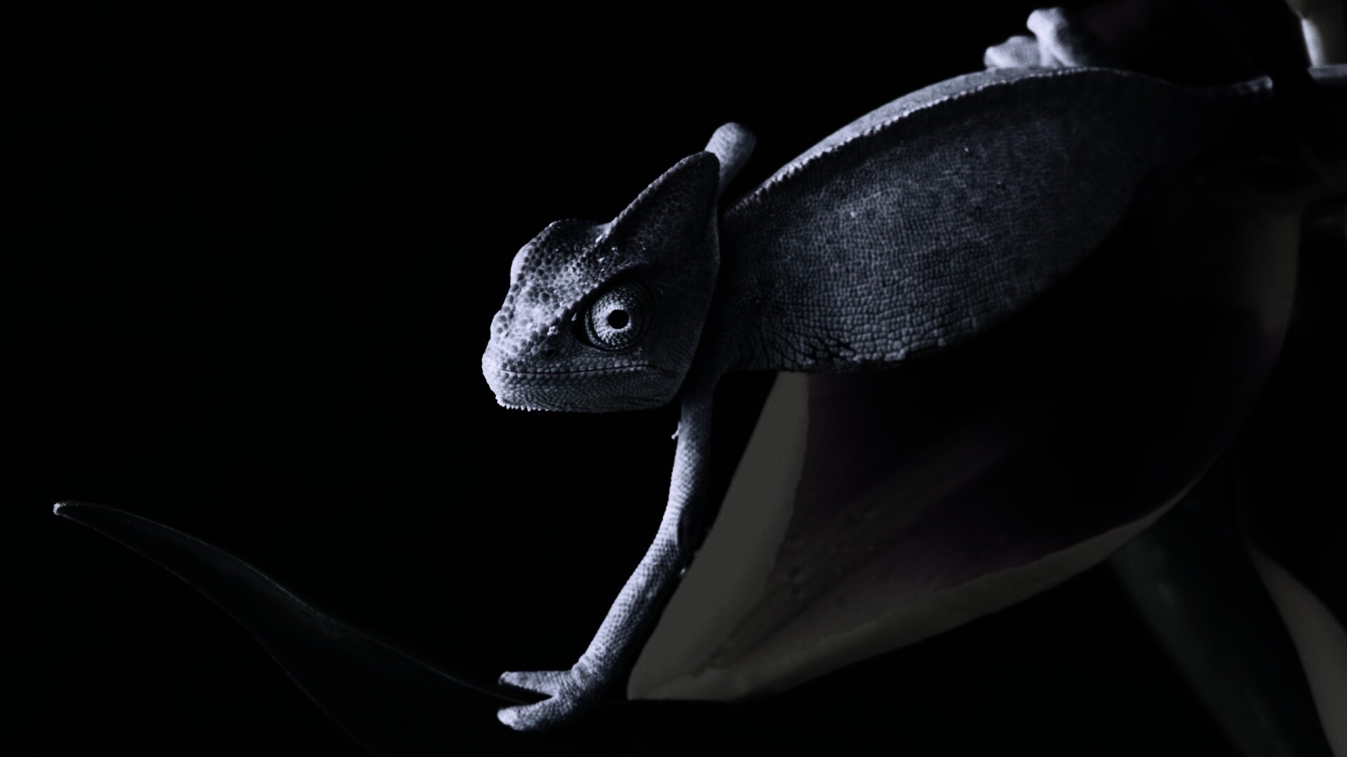 Хамелеон обои