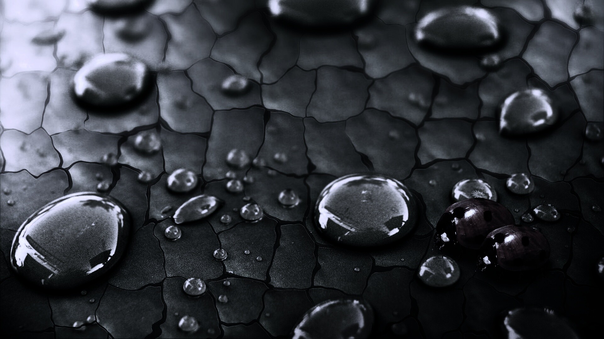 Божьи коровки обои