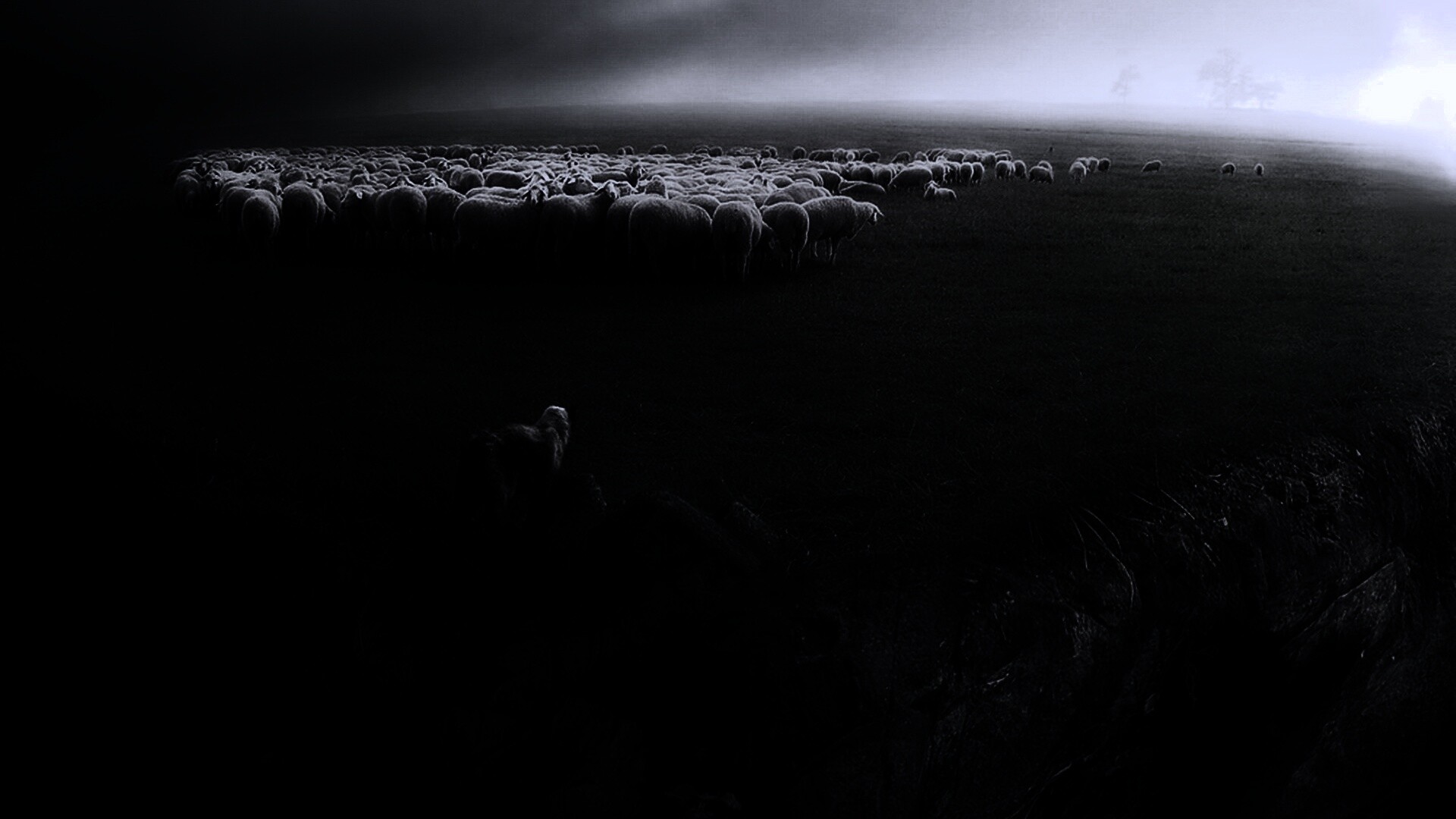 Волк и овцы обои