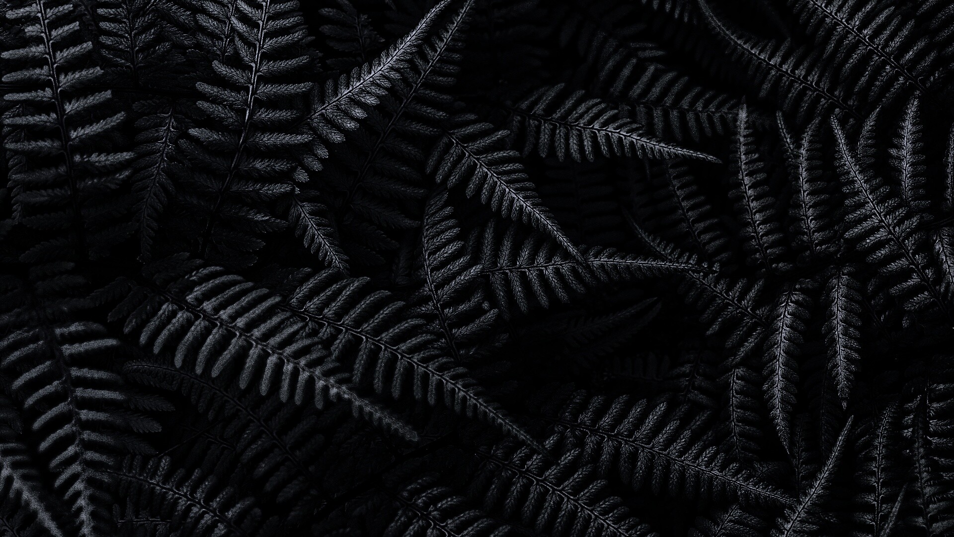 Папоротник обои